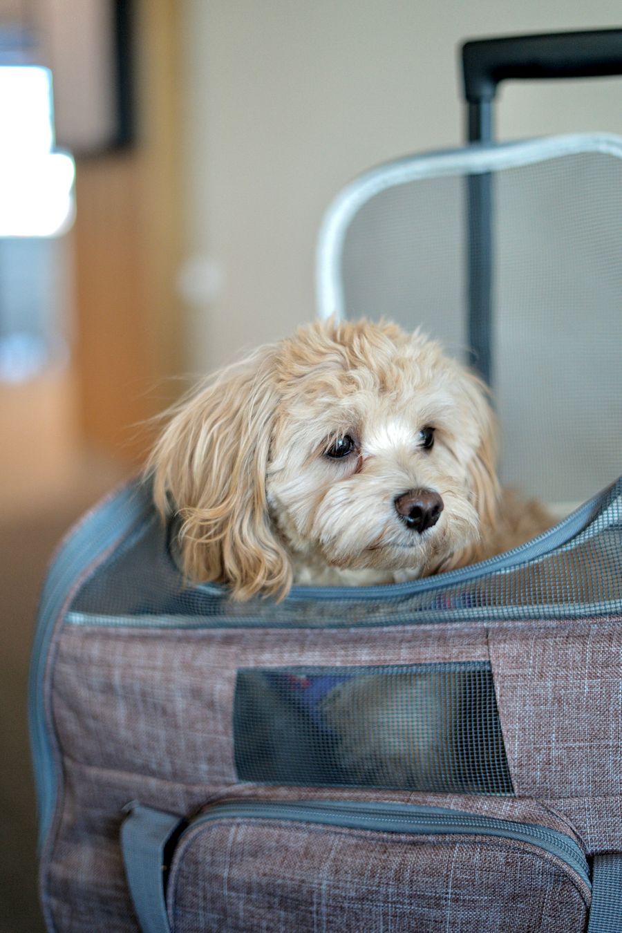 The image shows a small, fluffy, light-colored dog sitting comfortably inside a soft-sided pet carrier with mesh panels. The dog appears calm and is looking off to the side. The carrier has a fabric exterior in a muted brown tone with a textured pattern, zippers, and a handle. It looks like the pet and carrier are indoors, possibly at an airport or in a travel setting.